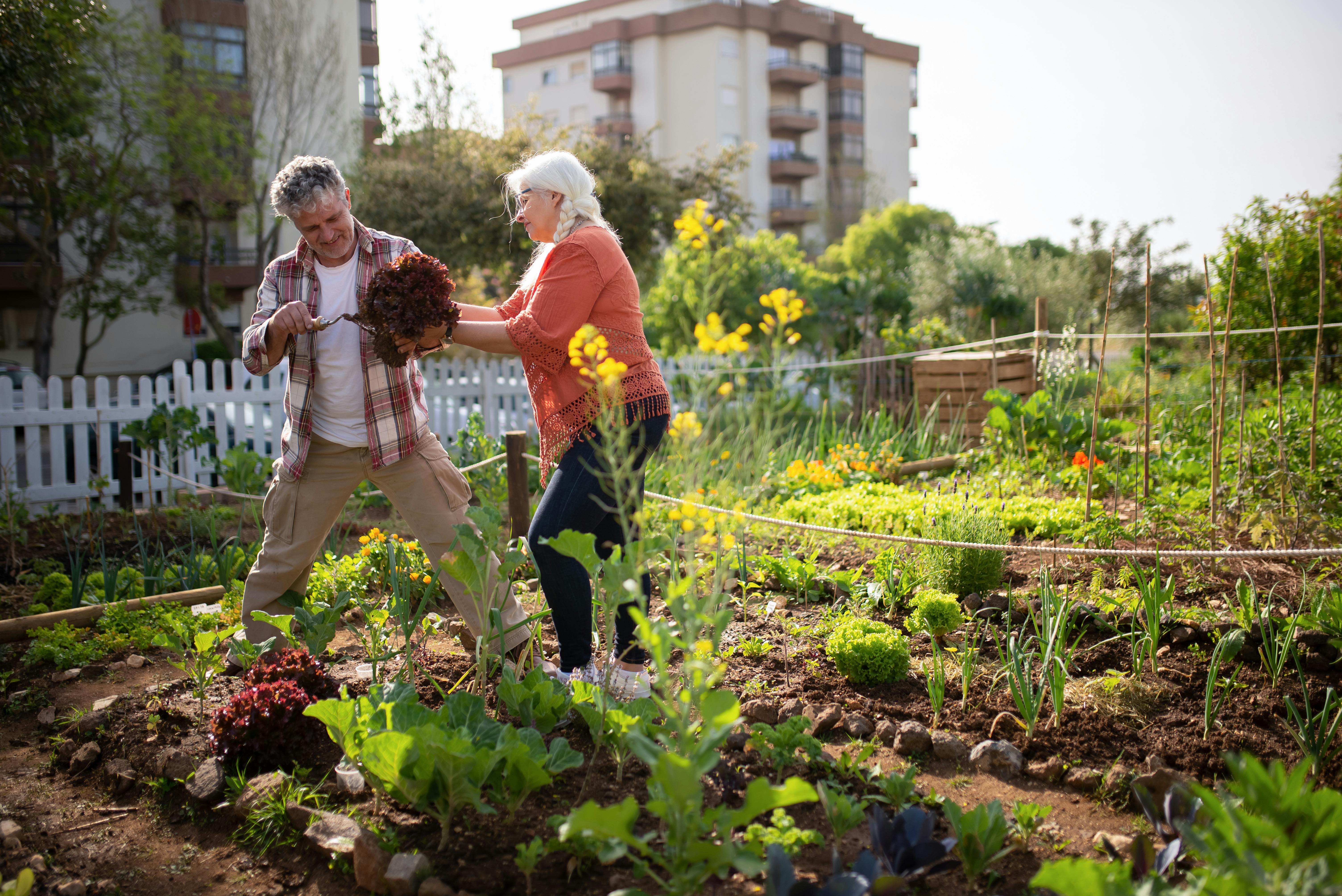 vegetable garden